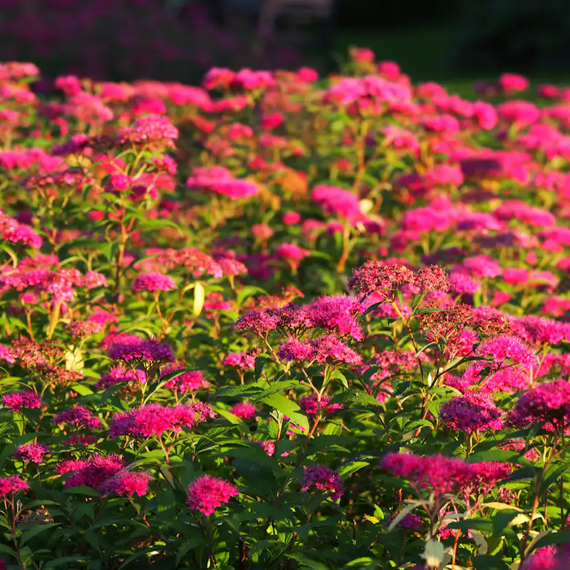 Buske Omnia Garden Rosenspirea 20-30 cm