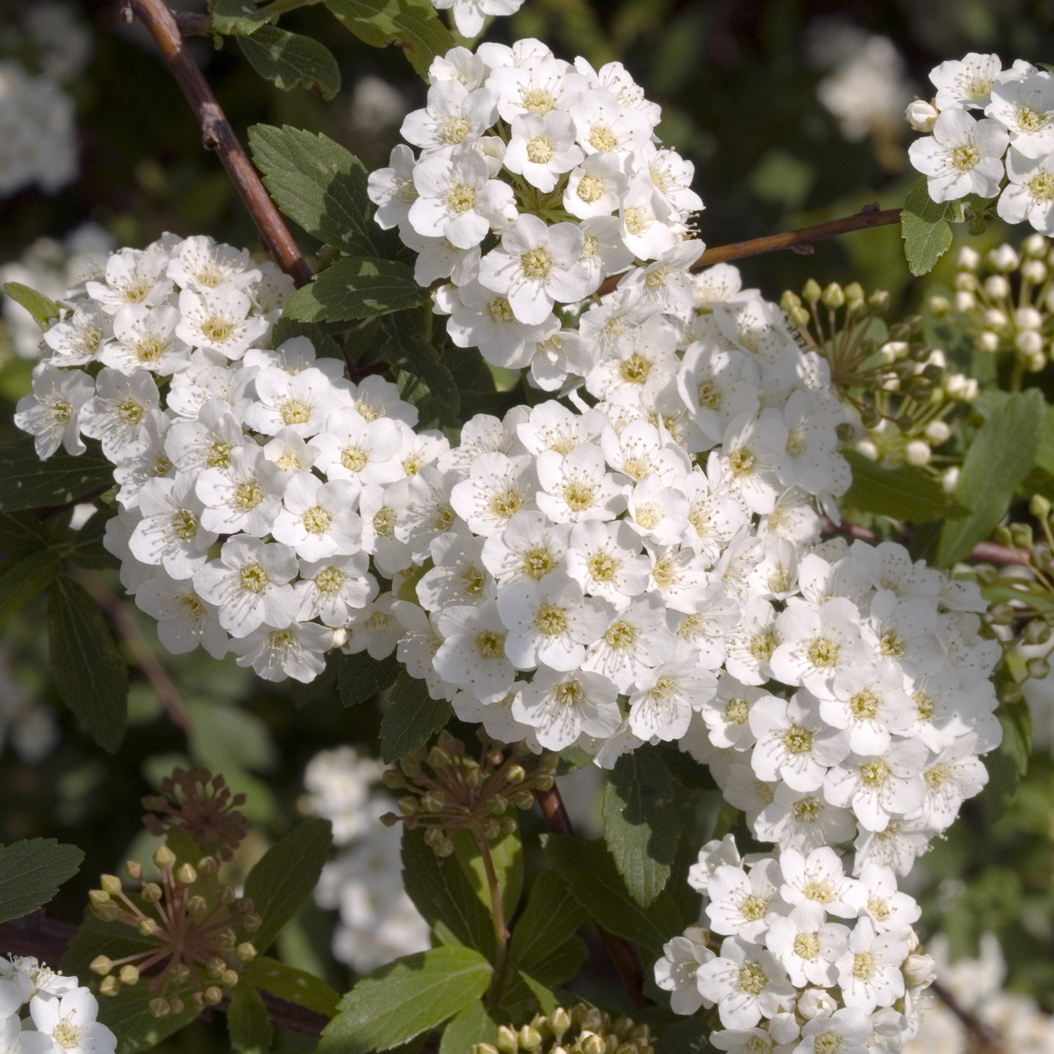 Buske Omnia Garden Bukettspirea 50-80 cm