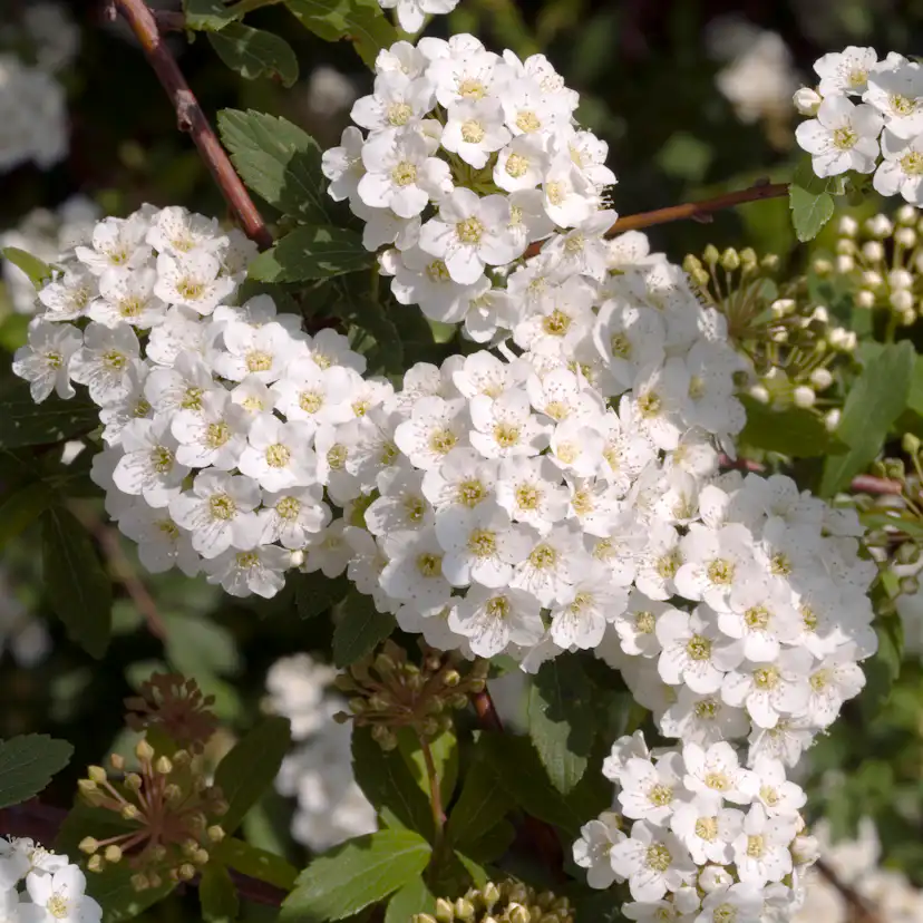 Buske Omnia Garden Bukettspirea 50-80 cm