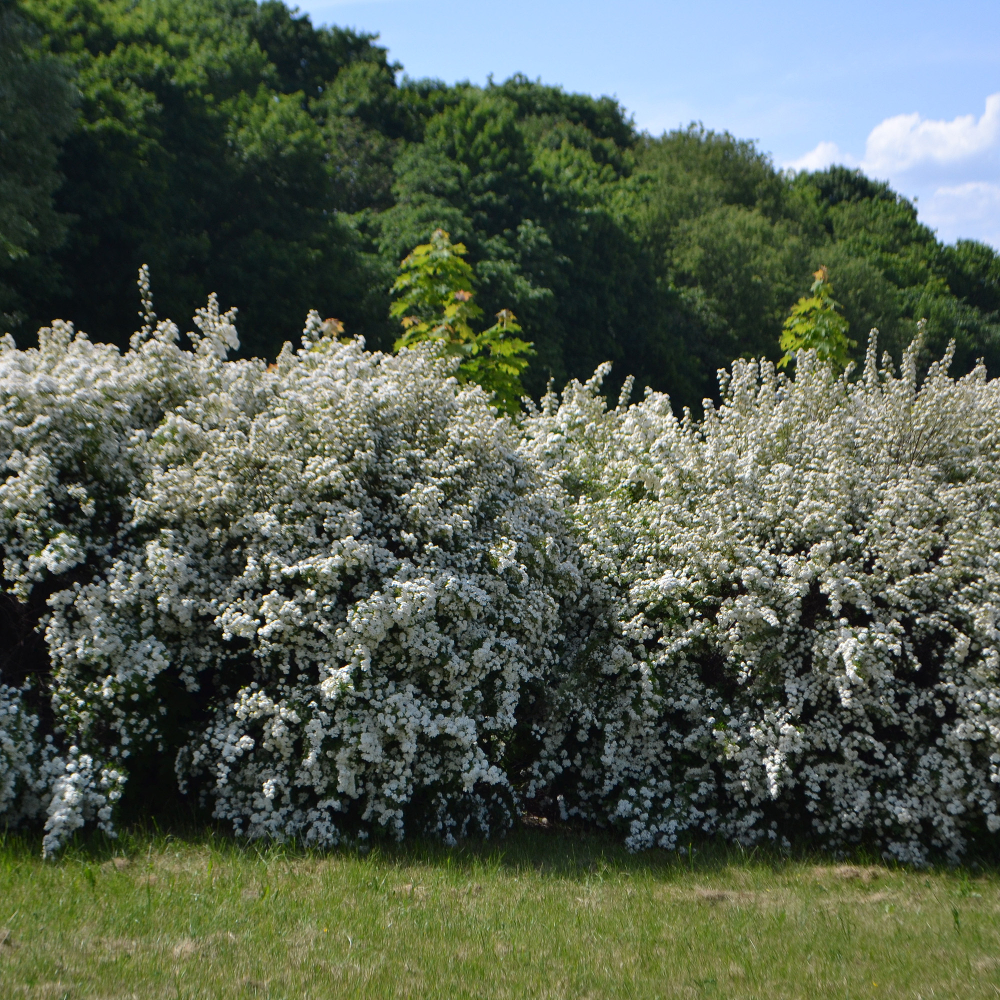 Buske Omnia Garden Bukettspirea 50-80 cm