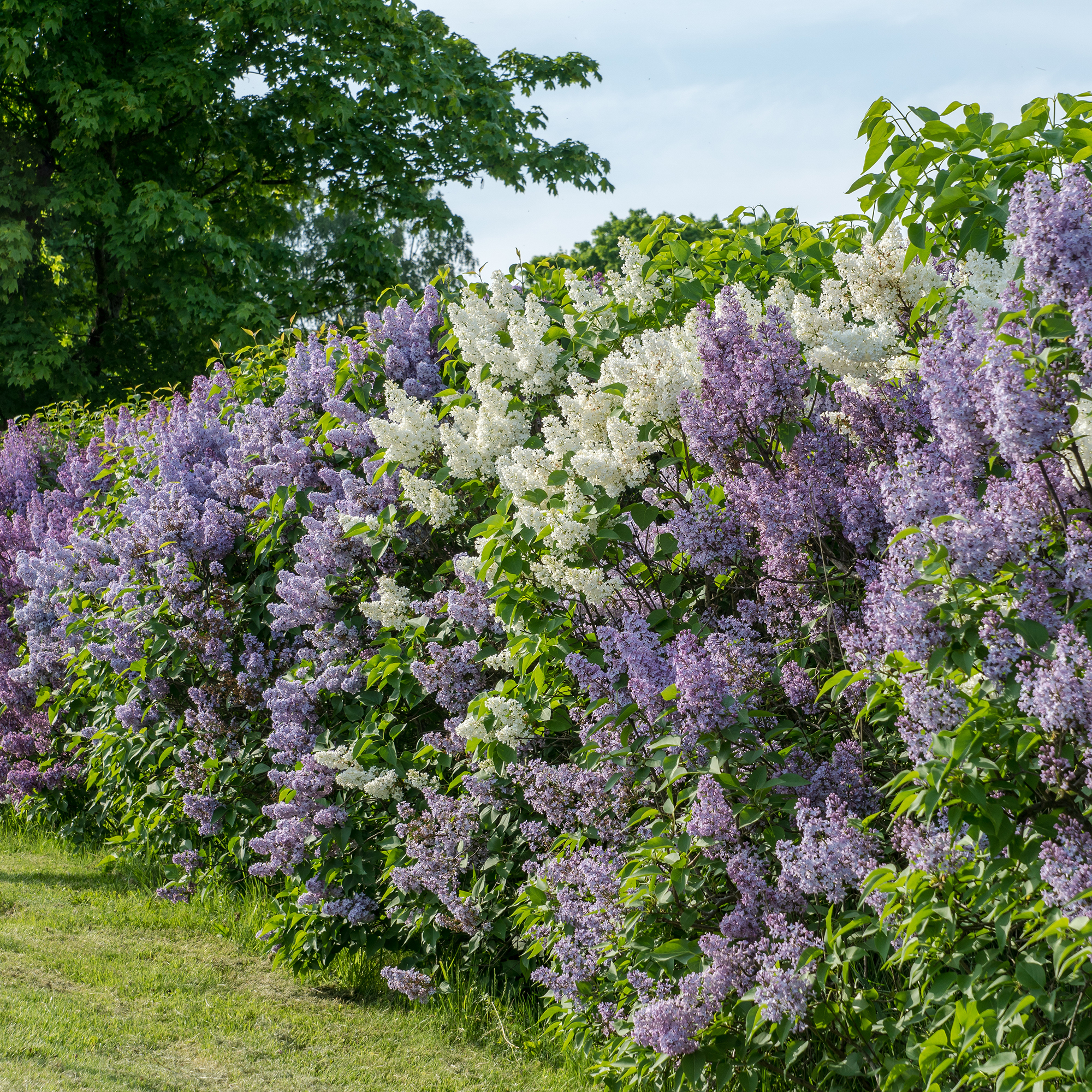 Buske Omnia Garden Syrén 30-50cm
