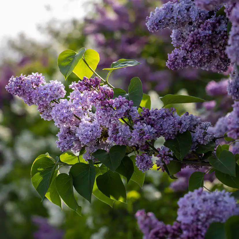 Buske Omnia Garden Syrén 30-50cm