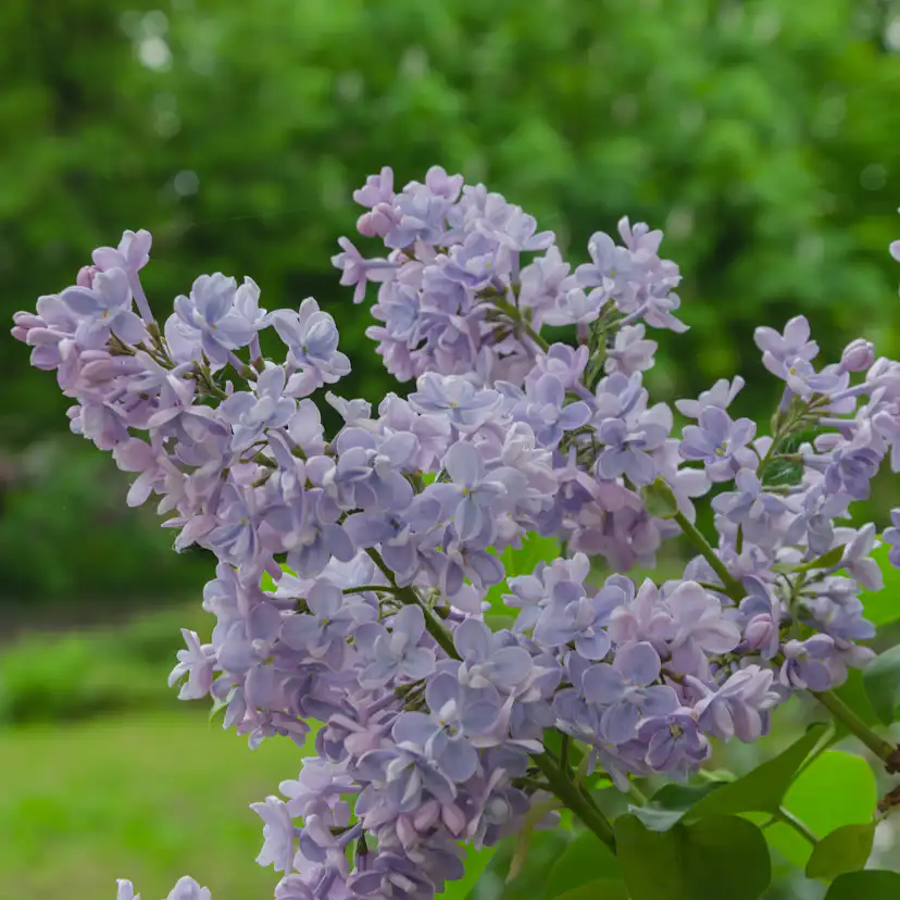 Buske Omnia Garden Syrén 30-50cm