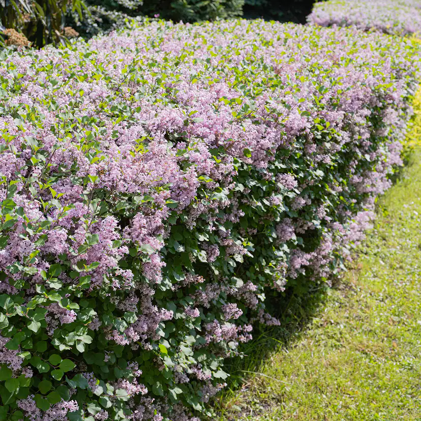 Buske Omnia Garden Syrén 50-80cm