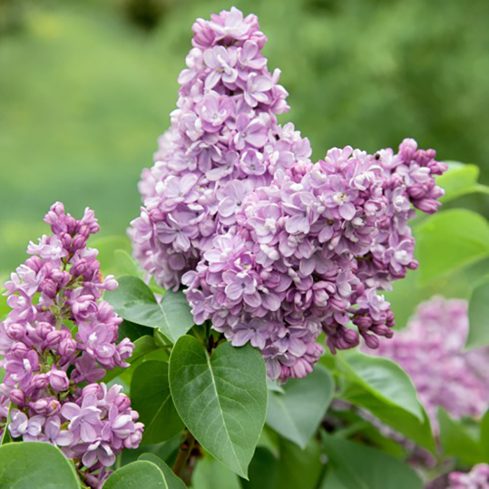 Buske Omnia Garden Syrén 50-80cm