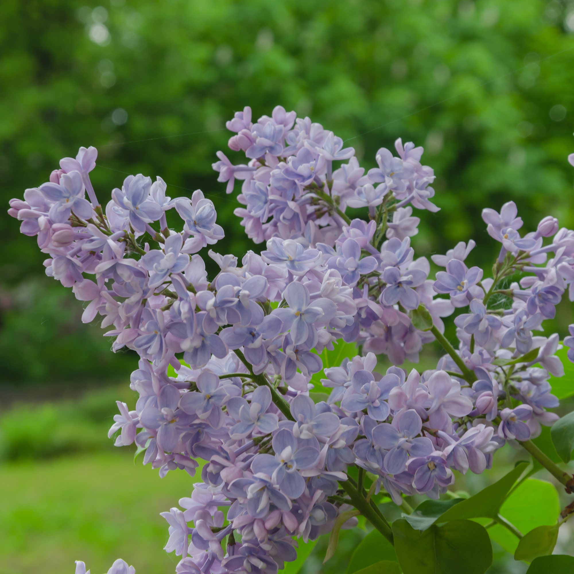 Buske Omnia Garden Syrén 50-80cm