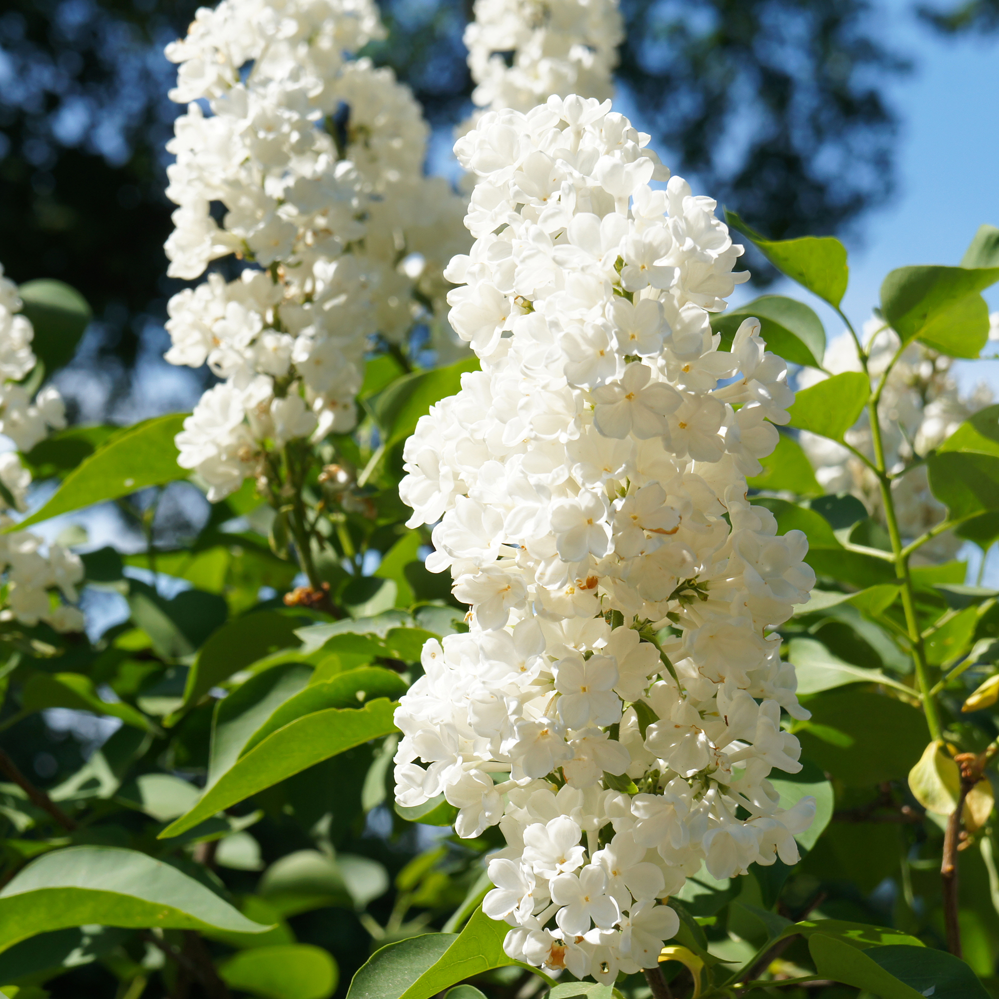 Buske Omnia Garden Syrén Vit 30-50cm