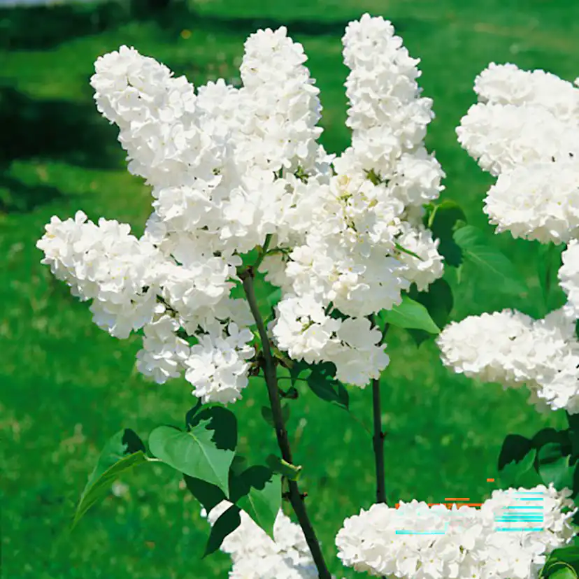 Buske Omnia Garden Syrén Vit 30-50cm