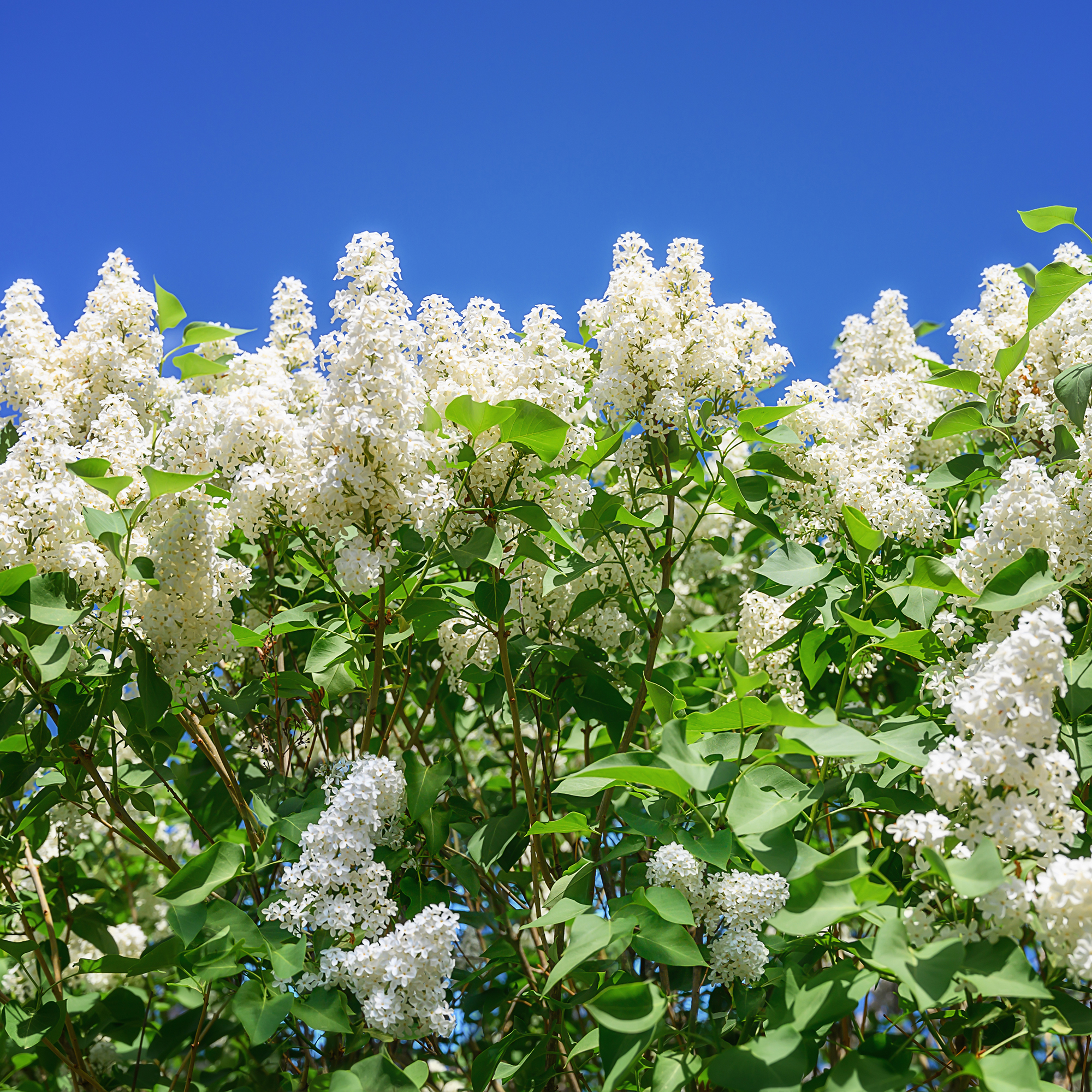 Buske Omnia Garden Syrén Vit 30-50cm