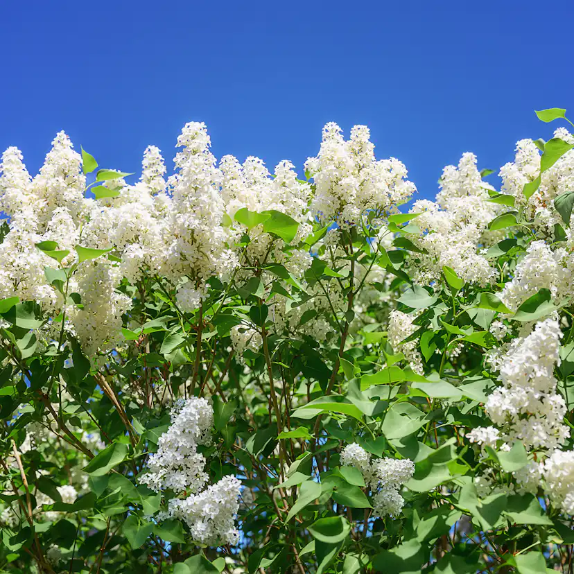 Buske Omnia Garden Syrén Vit 30-50cm