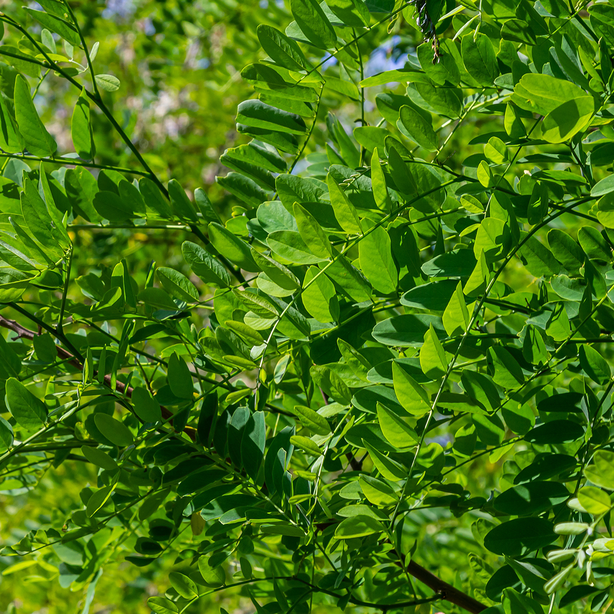 Prydnadsträd Omnia Garden Klotrobinia