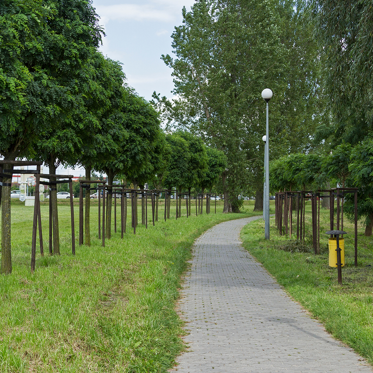 Prydnadsträd Omnia Garden Klotrobinia