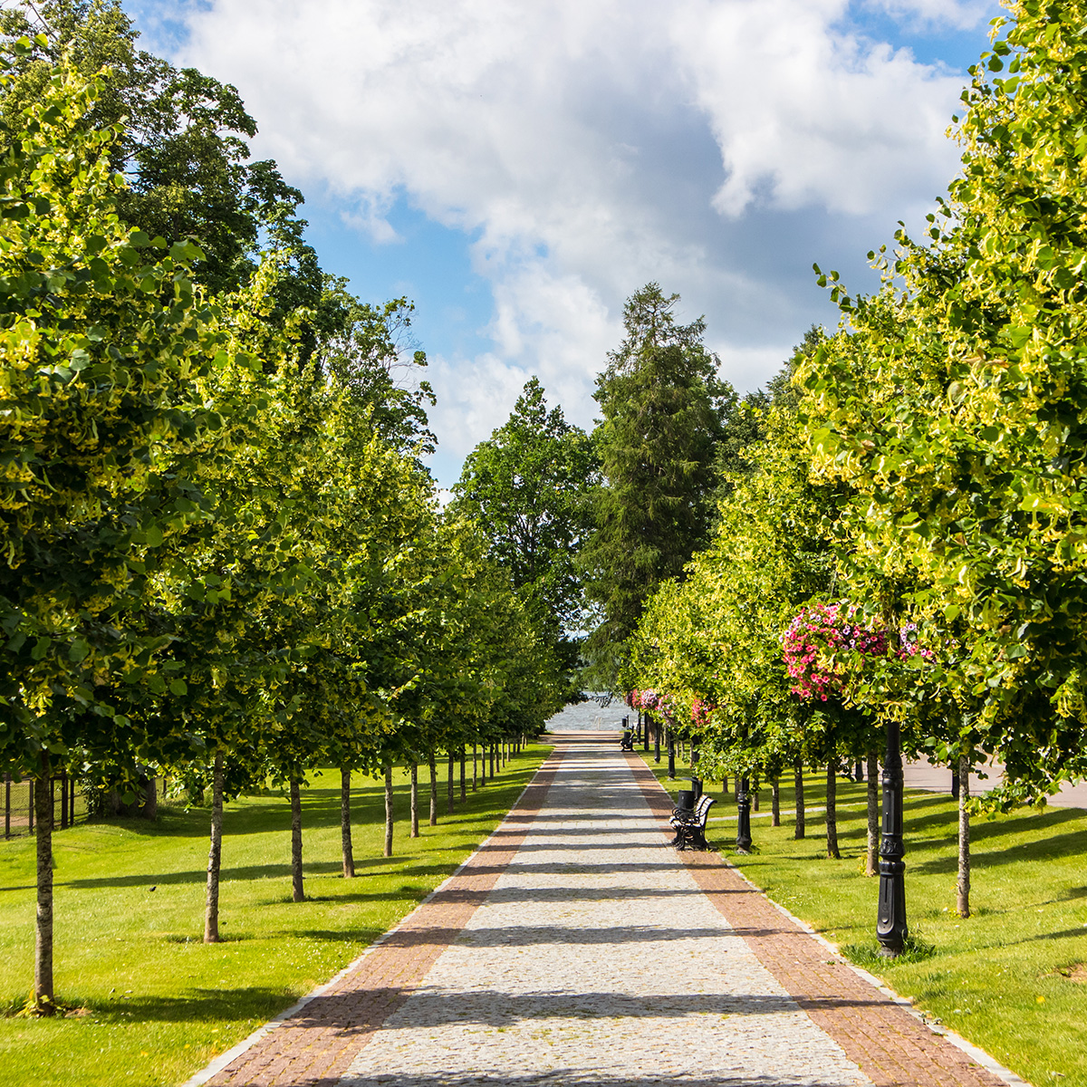 Högstamsträd Omnia Garden Skogslind Alléträd med Gröna Löv & Gulvit Blomning, 300-400 cm