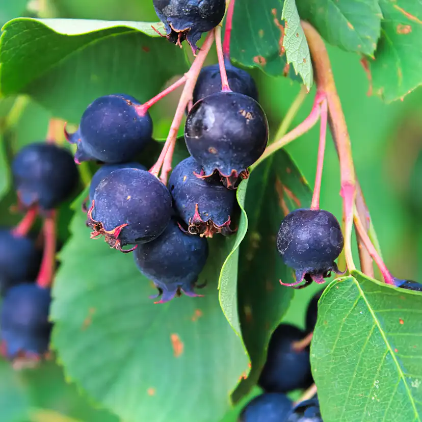 Planta Omnia Garden Bärhäggmispel 20-40cm