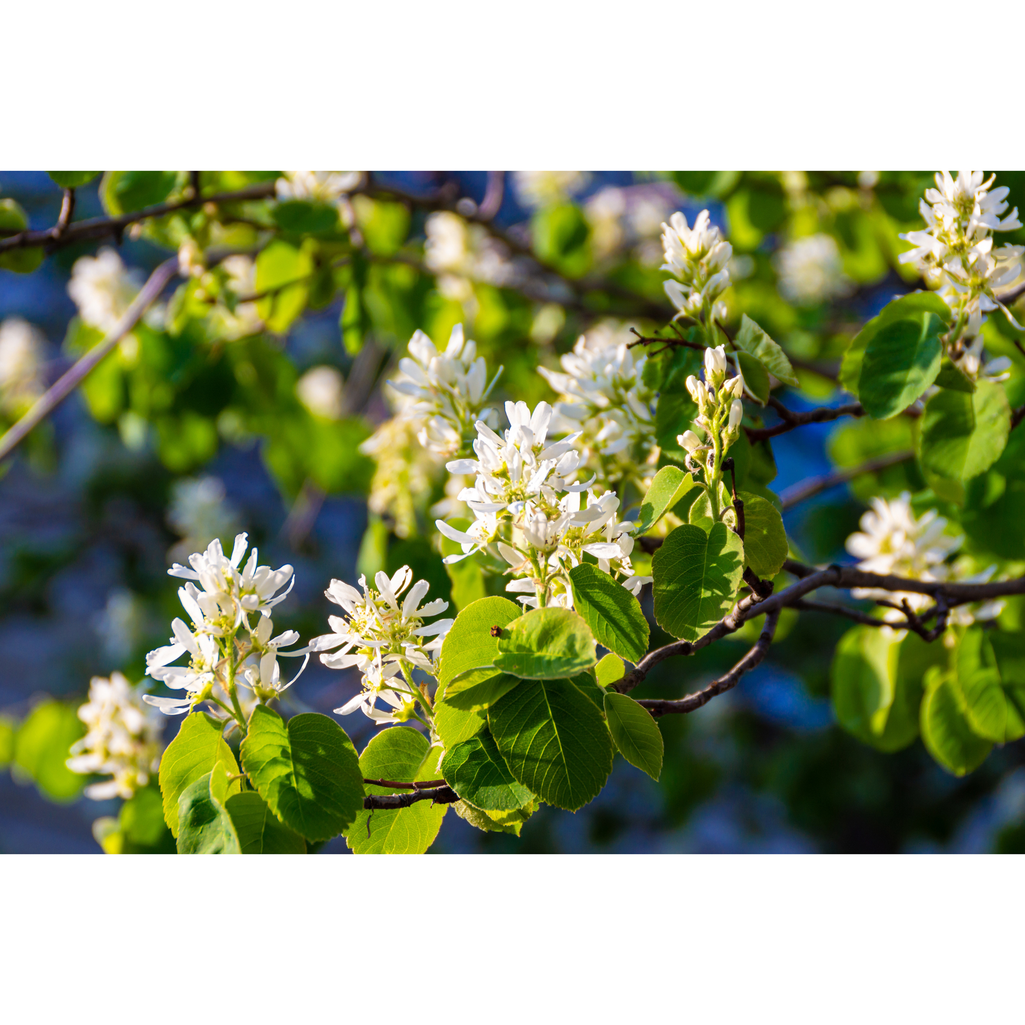 Planta Omnia Garden Bärhäggmispel 20-40cm