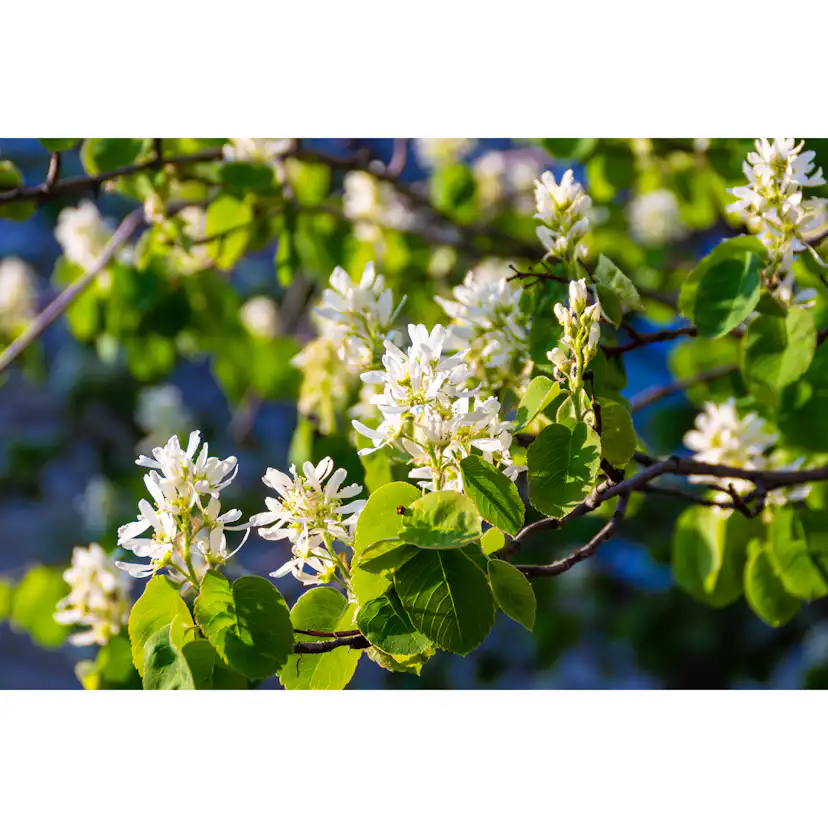 Planta Omnia Garden Bärhäggmispel 20-40cm