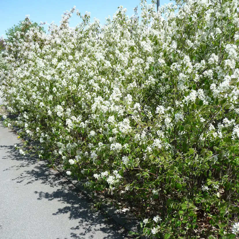 Planta Häggmispel Omnia Garden 20-40cm Krukodlade
