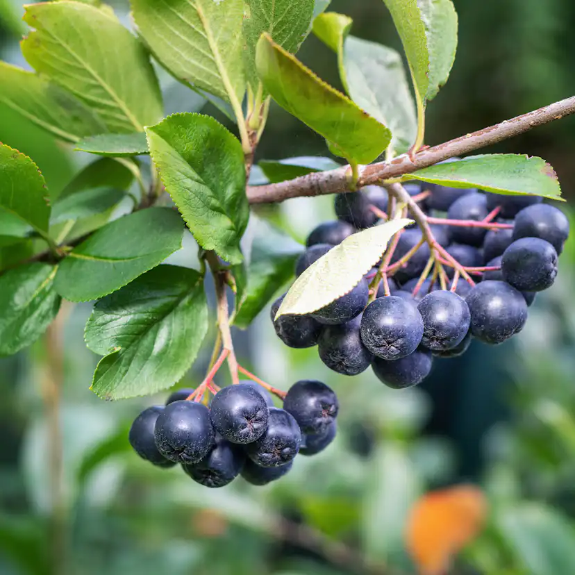 Planta Svartaronia Omnia Garden Aronia mel Hugin 20-40cm