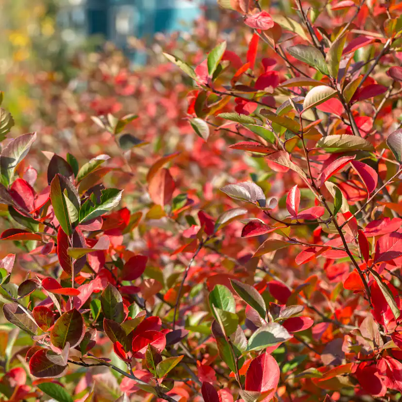 Planta Svartaronia Omnia Garden Aronia mel Hugin 20-40cm