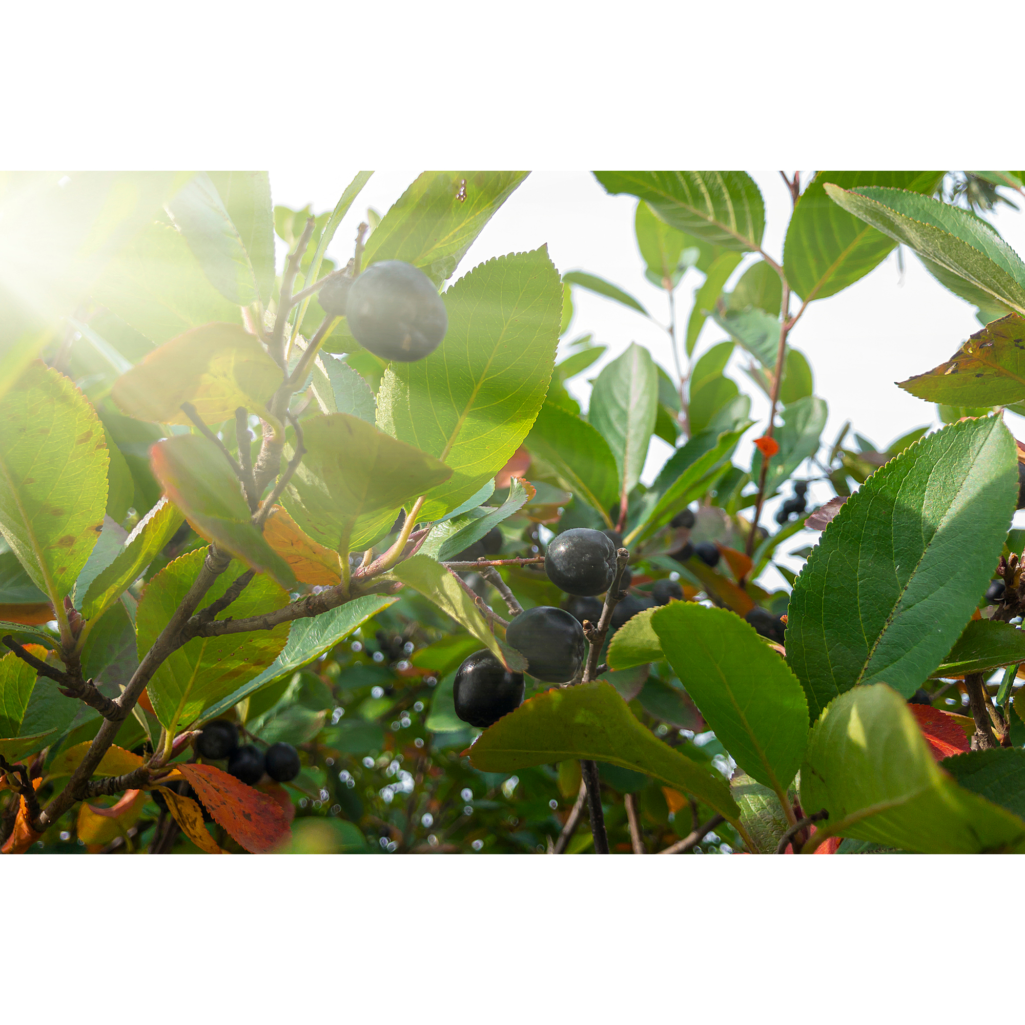 Planta Svartaronia Omnia Garden Aronia mel Hugin 20-40cm