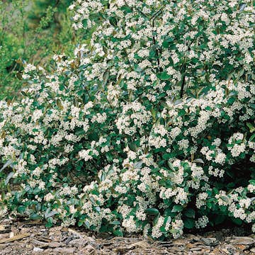 Planta Svartaronia Omnia Garden Aronia mel Hugin 20-40cm