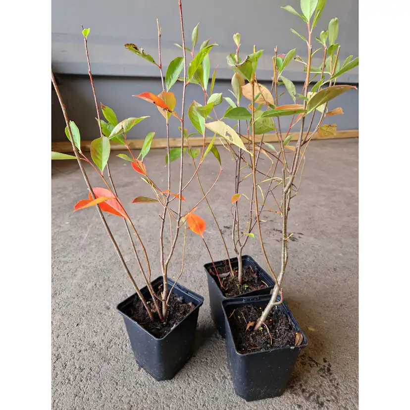 Planta Svartaronia Omnia Garden Aronia mel Hugin 20-40cm