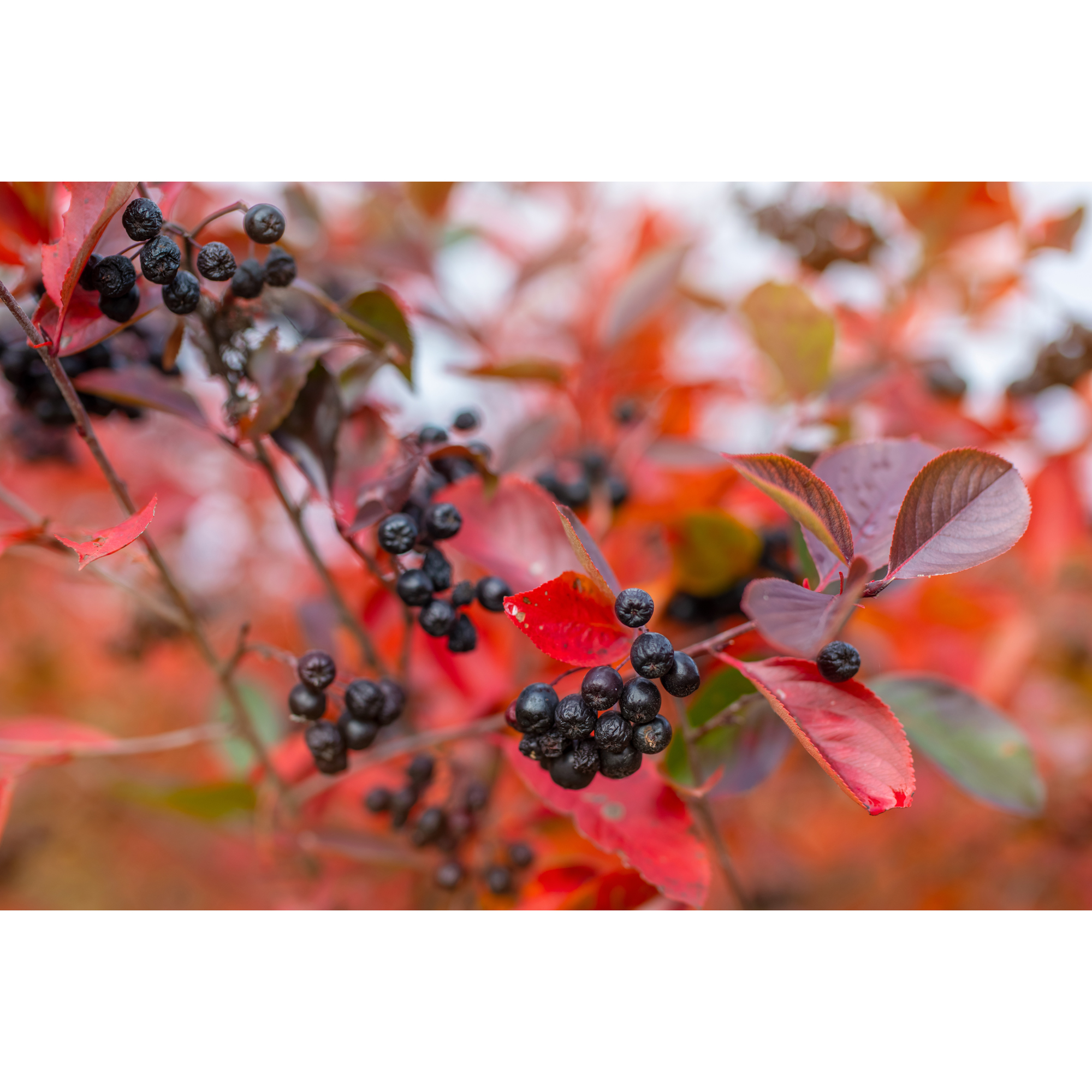 Planta Slånaronia Omnia Garden Elata 20-40 cm Krukodlade