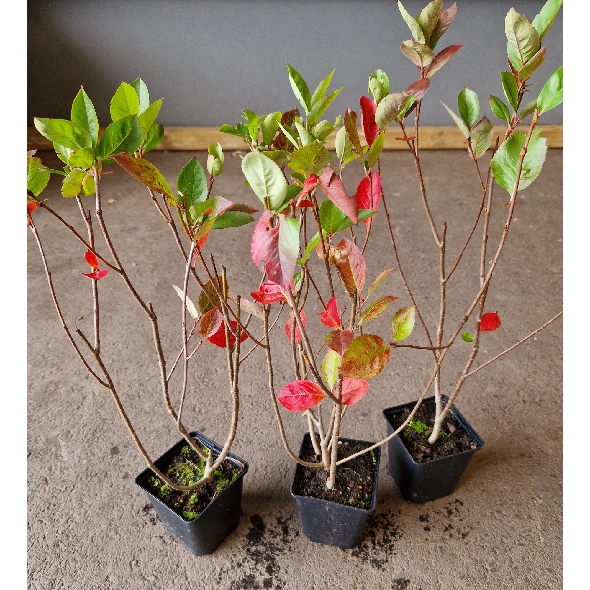 Planta Slånaronia Omnia Garden Elata 20-40 cm Krukodlade