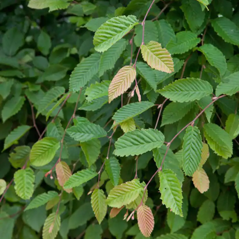 Planta AvenBok Omnia Garden 20-40cm Krukodlade