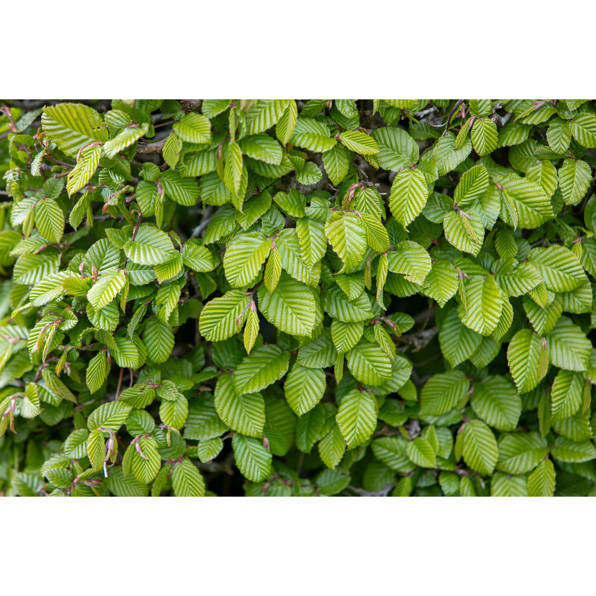 Planta AvenBok Omnia Garden 20-40cm Krukodlade