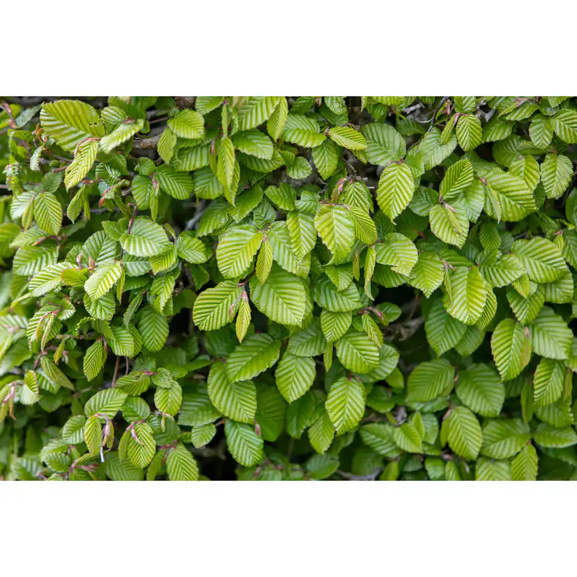 Planta AvenBok Omnia Garden 20-40cm Krukodlade