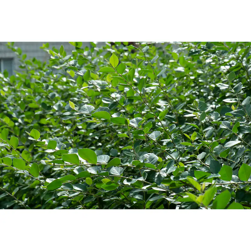 Planta Häckoxbär Omnia Garden Krukodlade