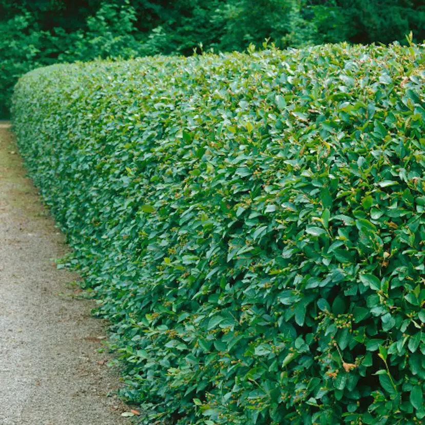 Planta Häckoxbär Omnia Garden Krukodlade