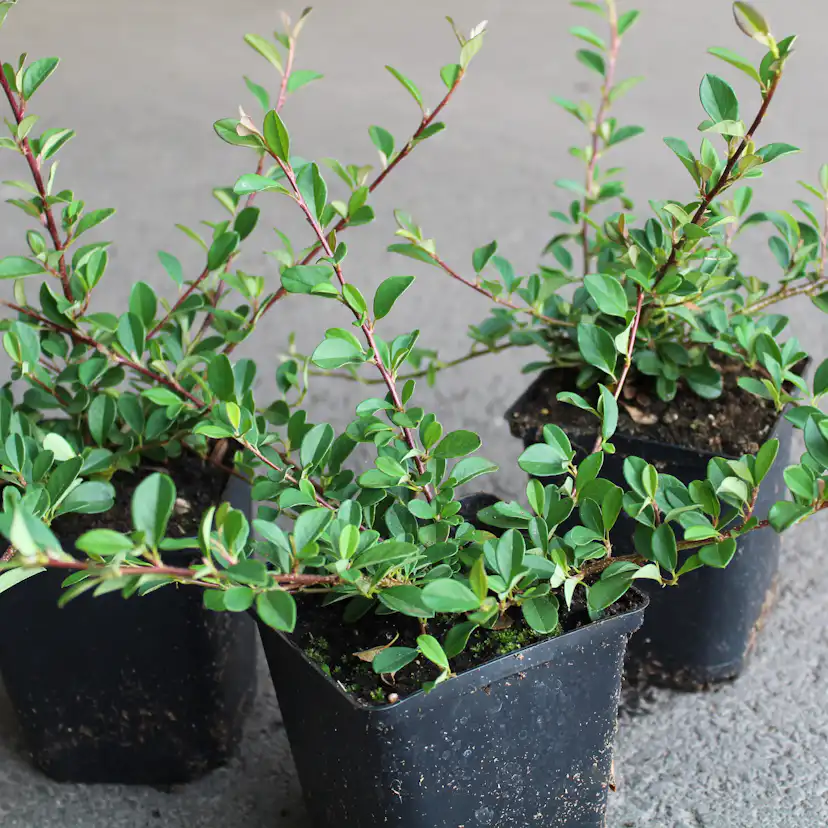 Marktäckare Omnia Garden Småbladig Krypoxbär