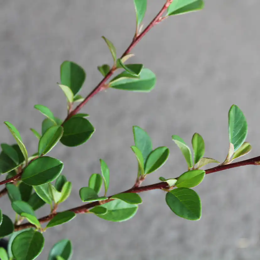 Marktäckare Omnia Garden Småbladig Krypoxbär