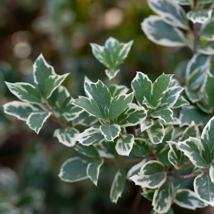 Marktäckare Omnia Garden Klätterbenved Euonymus fort. Emerald Gaiety