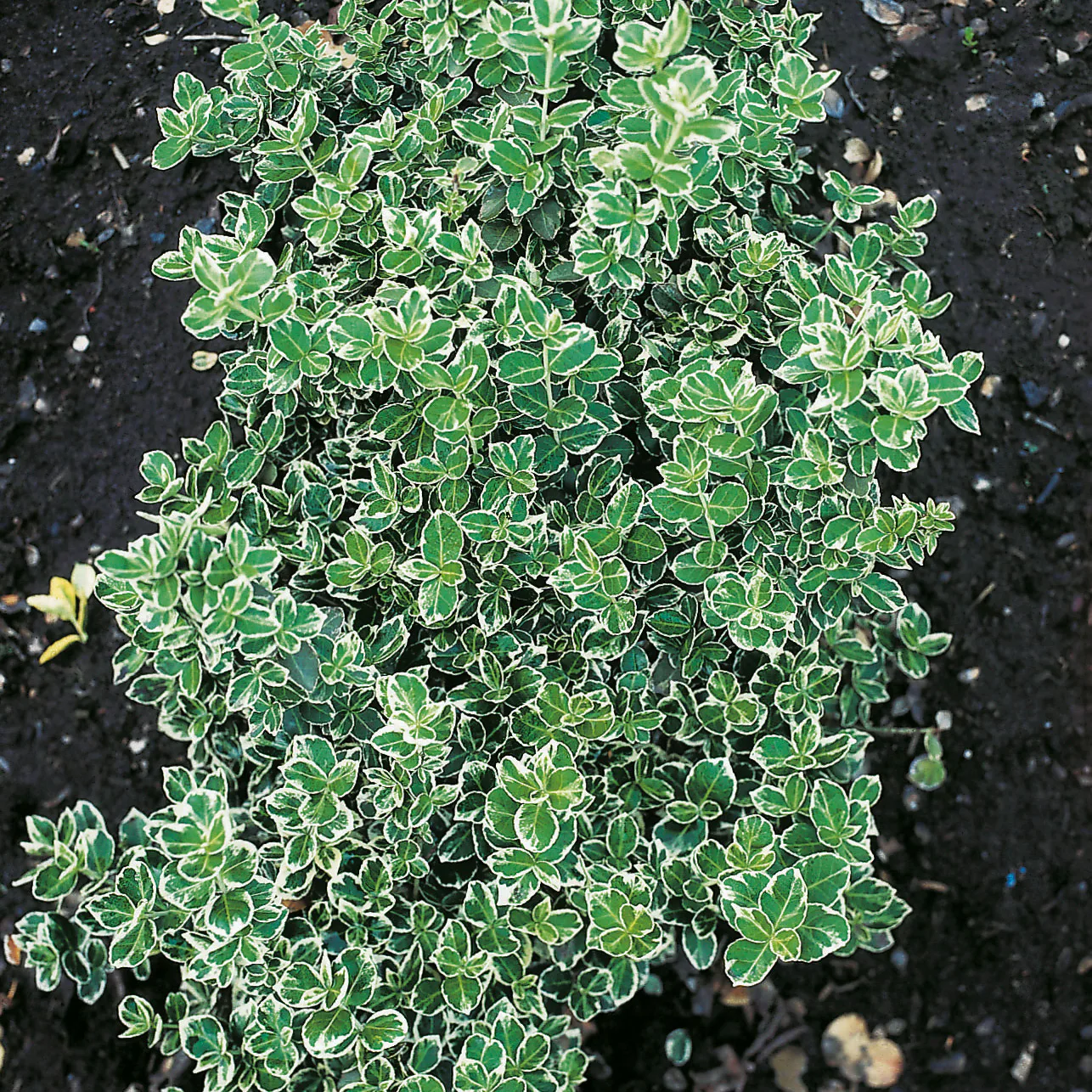 Marktäckare Omnia Garden Klätterbenved Euonymus fort. Emerald Gaiety