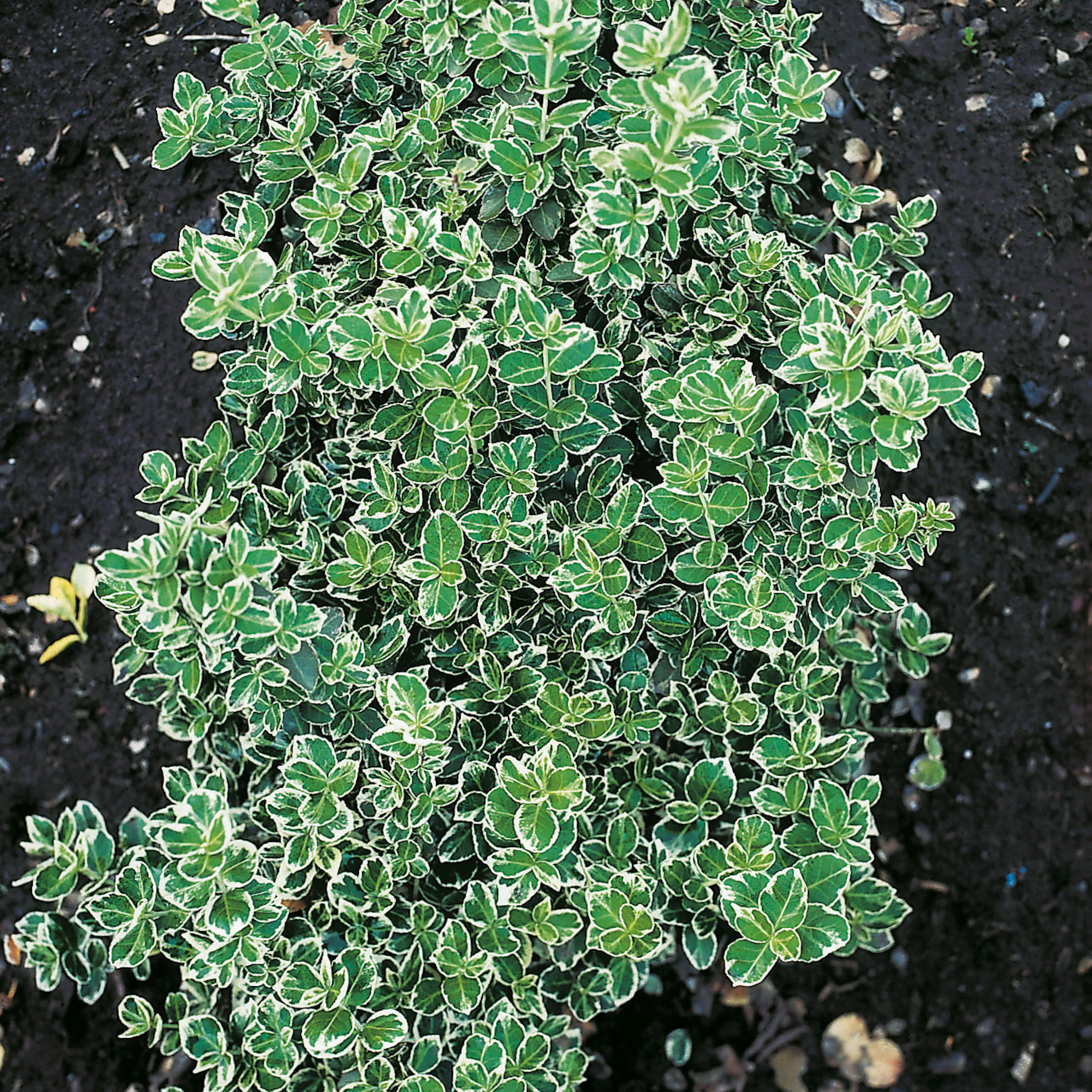 Marktäckare Omnia Garden Klätterbenved Euonymus fort. Emerald Gaiety