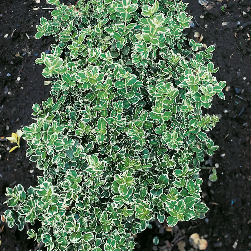 Marktäckare Omnia Garden Klätterbenved Euonymus fort. Emerald Gaiety