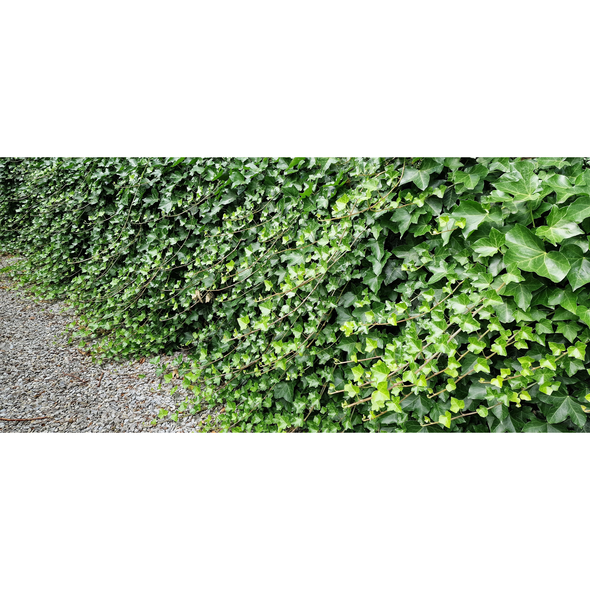 Marktäckare Omnia Garden Murgröna Storbladig