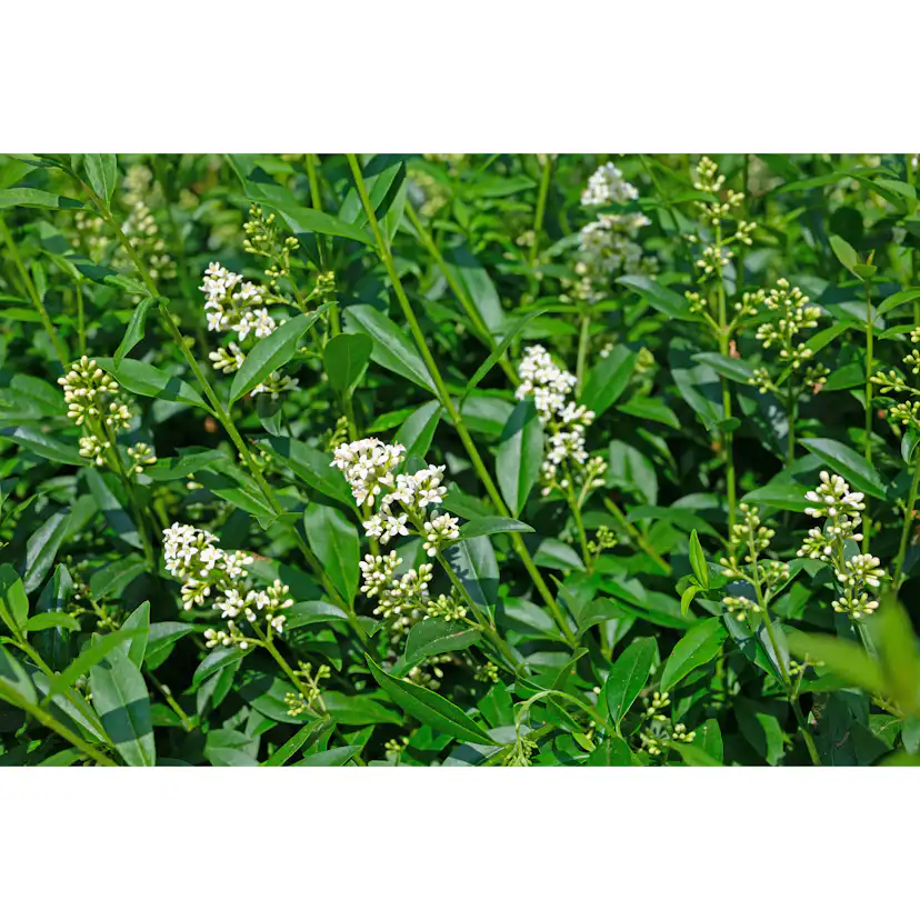 Planta Vinterliguster Atrovirens Omnia Garden Krukodlade