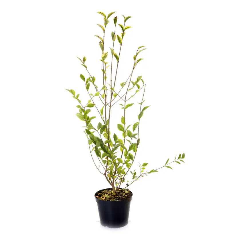 Planta Vinterliguster Atrovirens Omnia Garden Krukodlade