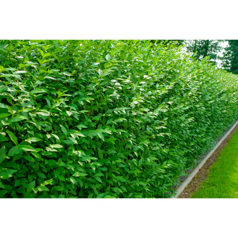 Planta Vinterliguster Liga Omnia Garden Krukodlade