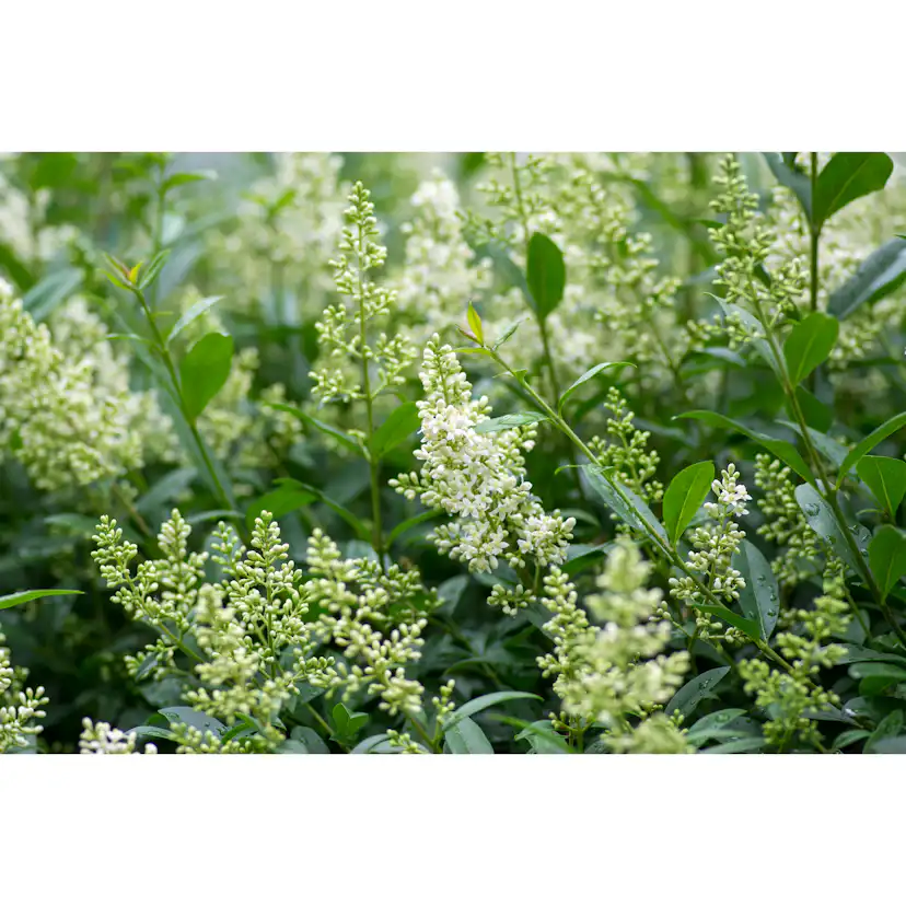 Planta Vinterliguster Liga Omnia Garden Krukodlade