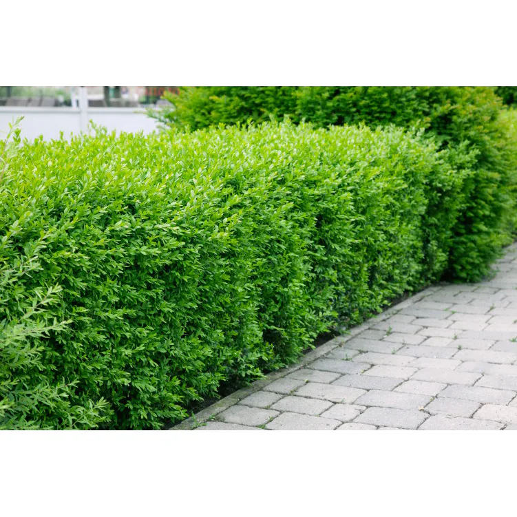 Planta Vinterliguster Liga Omnia Garden Krukodlade