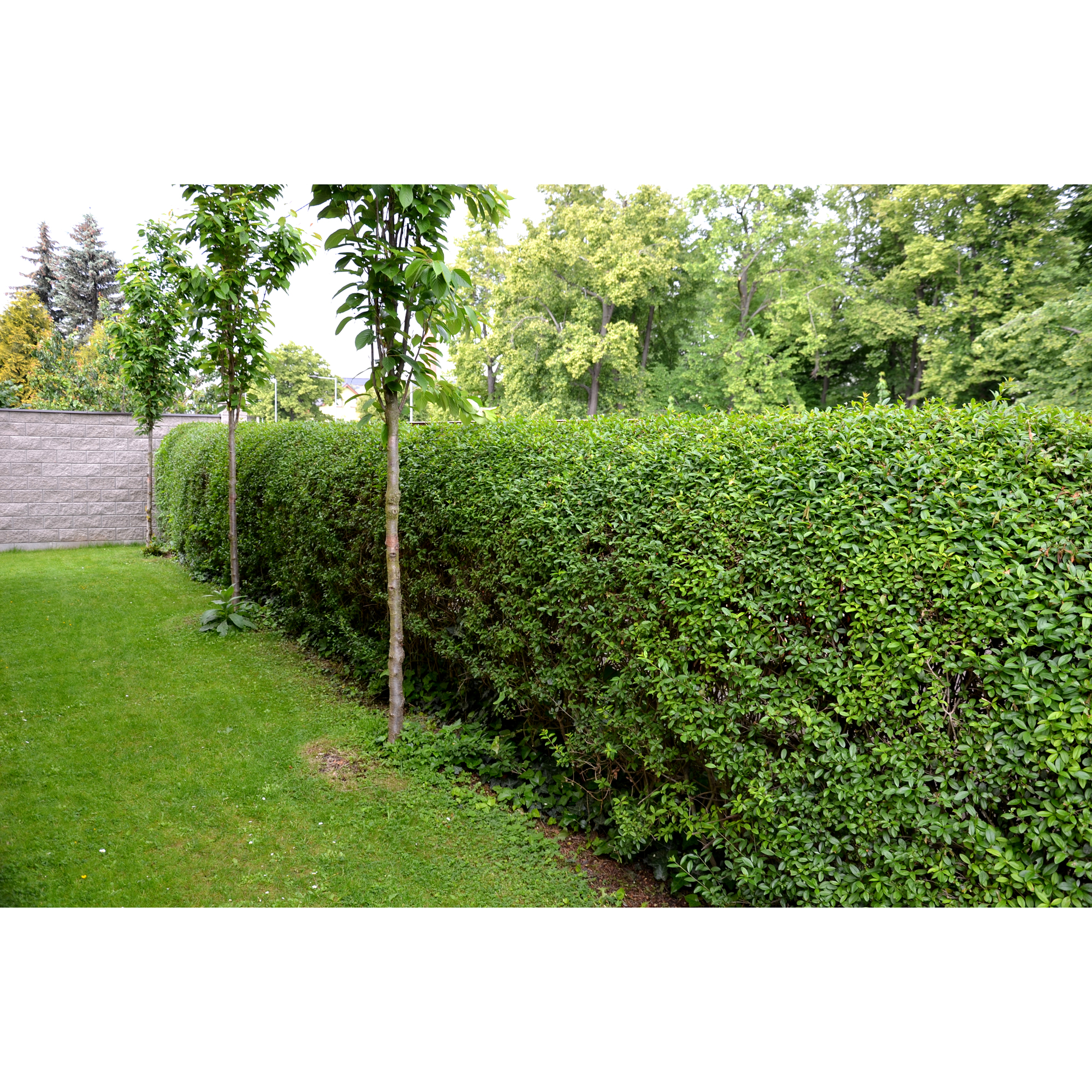 Planta Liguster Omnia Garden 30-50cm Krukodlade