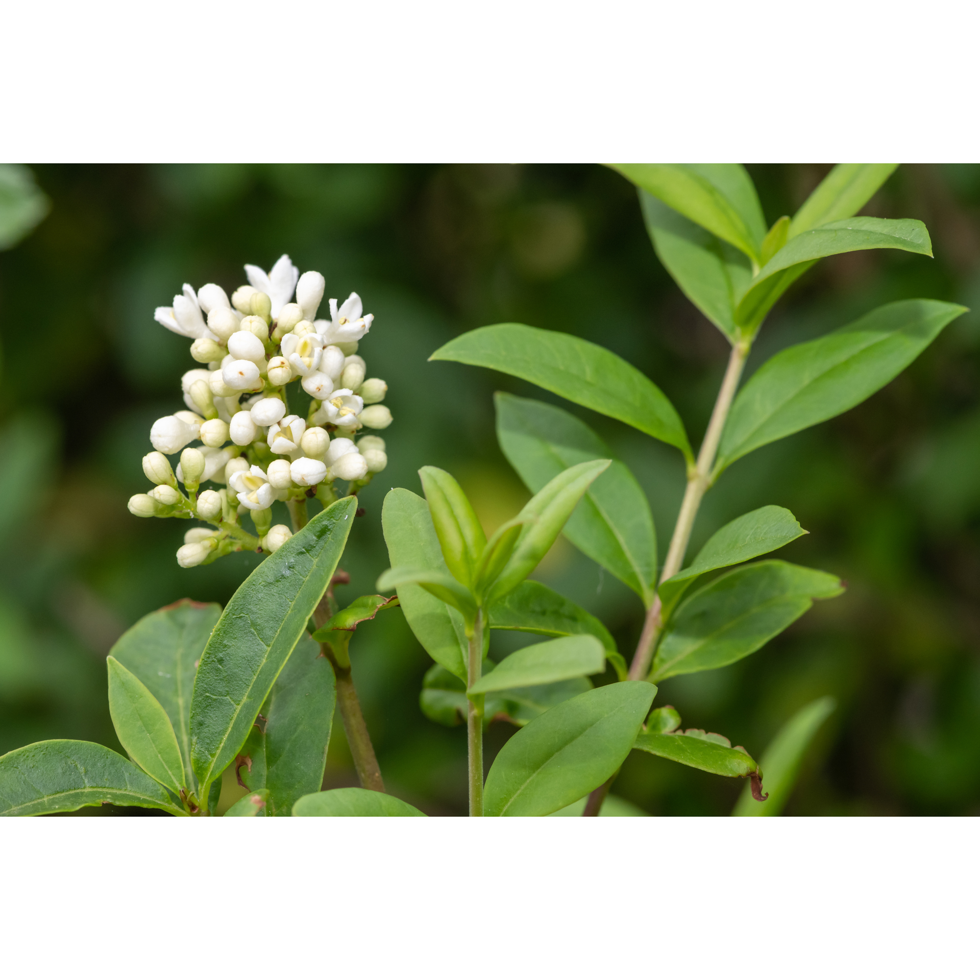 Planta Liguster Omnia Garden 30-50cm Krukodlade