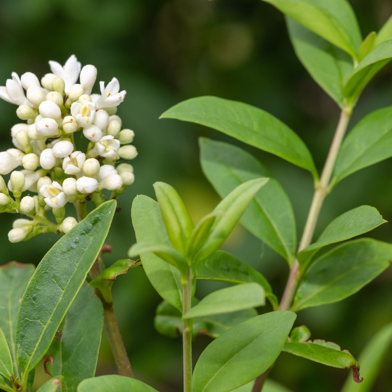 Planta Liguster Omnia Garden 30-50cm Krukodlade
