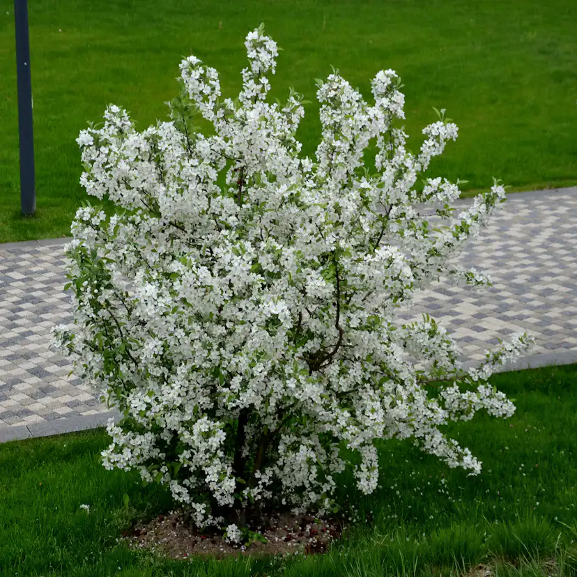 Planta Bukettapel Omnia Garden