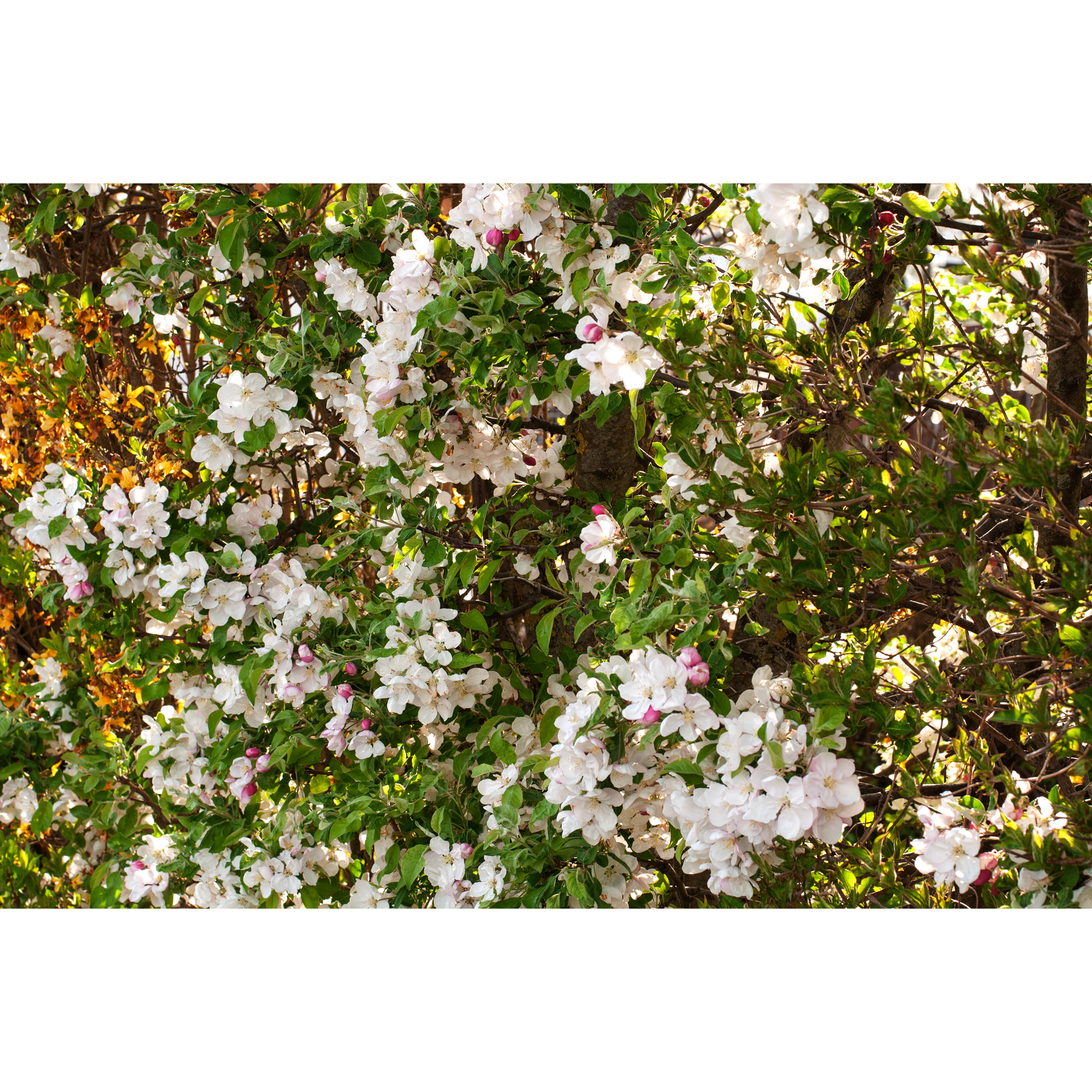 Planta Bukettapel Omnia Garden